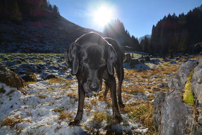 Dog on field during winter