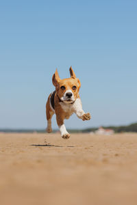 Dog running on beach against clear sky