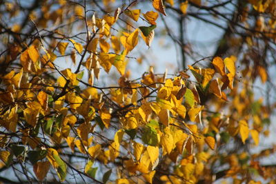 Close-up of yellow maple leaves on tree