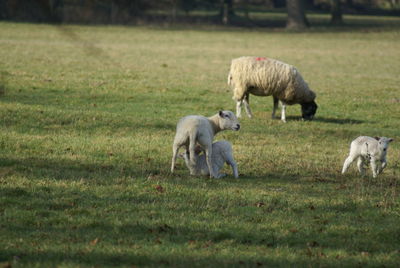 Sheep grazing in a field