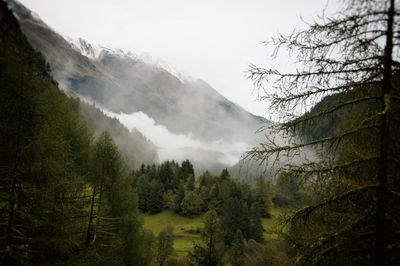 Scenic view of forest against sky