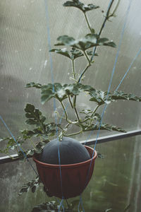 Ripe watermelon in pot