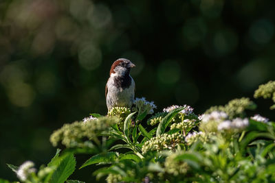 Close-up of bird perching on plant