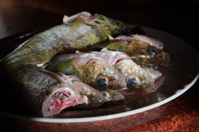 Close-up of fish in bowl