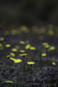 Close-up of yellow flowering plant on field