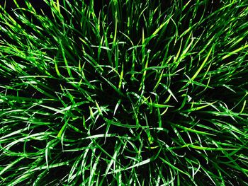 Full frame shot of grass