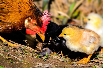 Close-up of young bird