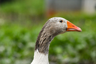 Close-up of a bird