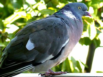 Close-up of bird perching outdoors