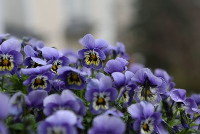 Close-up of purple flowers blooming in garden