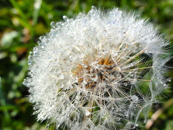 Close-up of dandelion flower