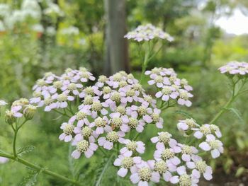 Close-up of white flowering plants in garden