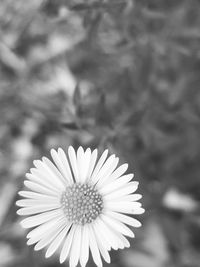 Close-up of fresh daisy