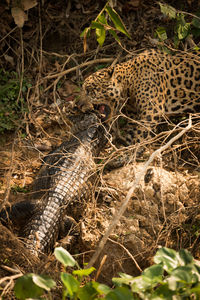 High angle view of jaguar hunting yacare caiman fighting in forest