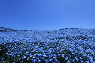 Scenic view of blue sea against clear sky