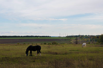 Horses grazing in a field