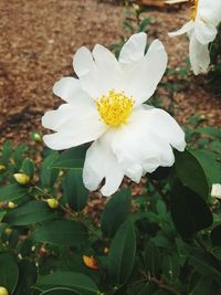 Close-up of white flower blooming outdoors