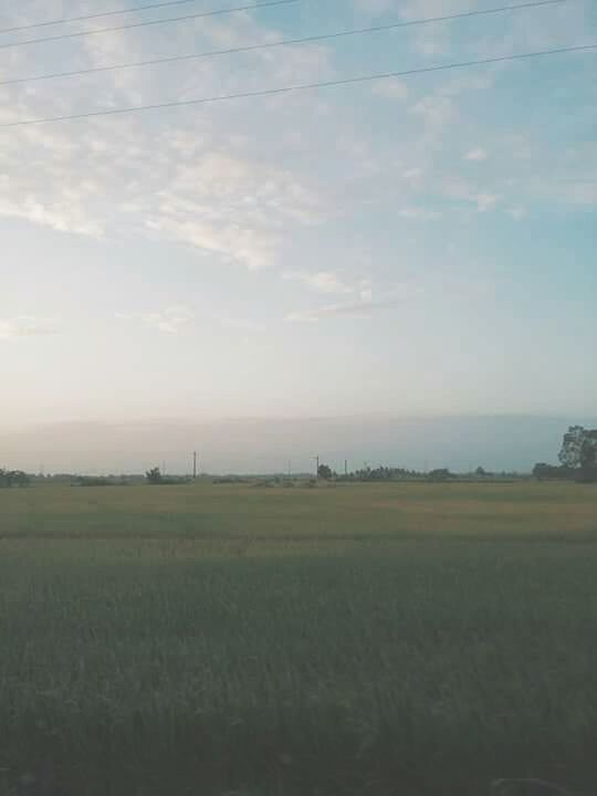 sky, landscape, environment, cloud - sky, field, scenics - nature, tranquil scene, beauty in nature, nature, tranquility, land, no people, plant, rural scene, agriculture, non-urban scene, day, idyllic, outdoors, growth