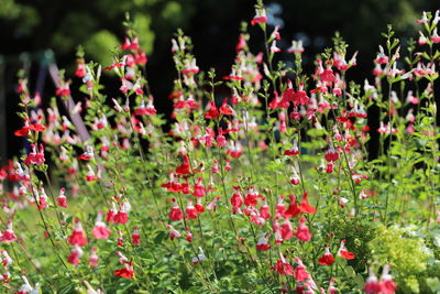 Red flowering plant in field