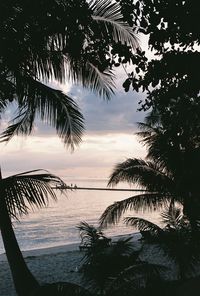 Silhouette palm trees by sea against sky at sunset