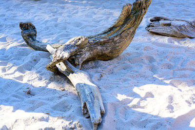 High angle view of driftwood on beach