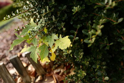 Close-up of plant growing on tree