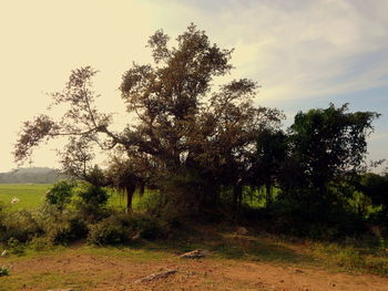 Trees in forest