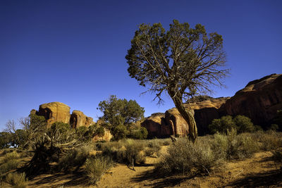 Trees on field against clear blue sky