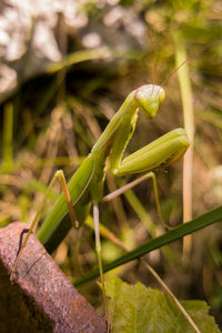 Close-up of praying mantis on rock