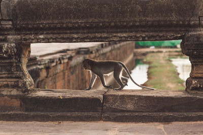 View of monkey on wall