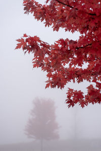 Low angle view of autumn tree against sky