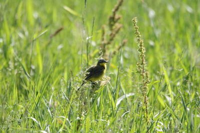 Bird perching on a field