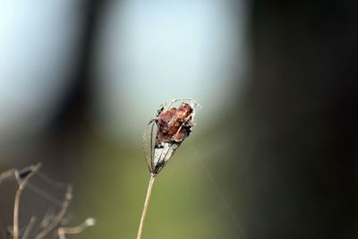 Close-up of insect