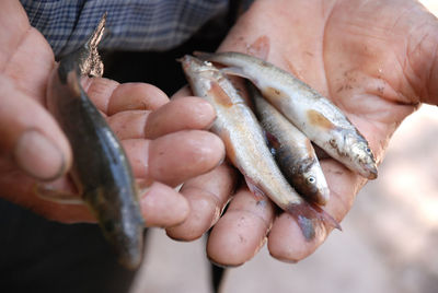 Close-up of hand holding fish