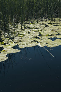 View of lily pads in lake