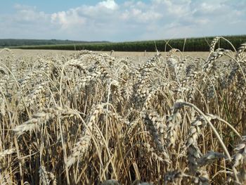 View of stalks in field against cloudy sky