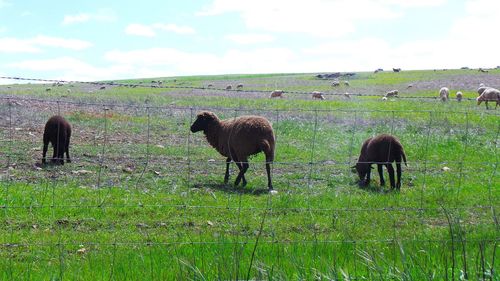 Sheep grazing in a field