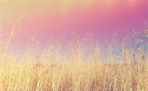 Close-up of grass on field against clear sky