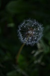 Close-up of dandelion against blurred background