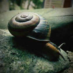 Close-up of snail