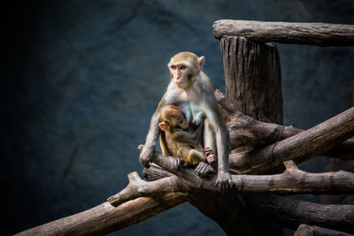 Monkey sitting outdoors