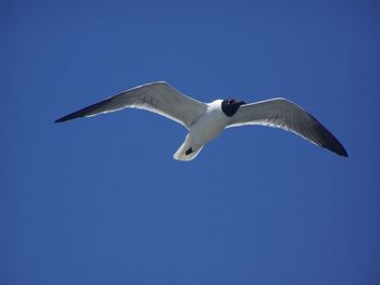 Low angle view of black-headed gull flying in clear blue sky