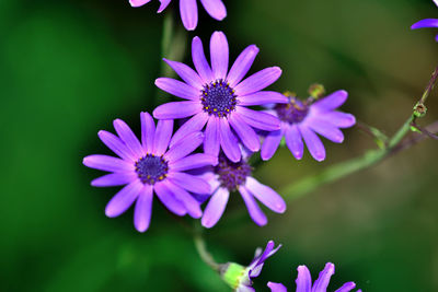 Close-up of purple flowering plant