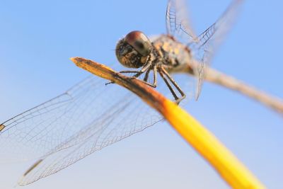 Close-up of insect against blue sky