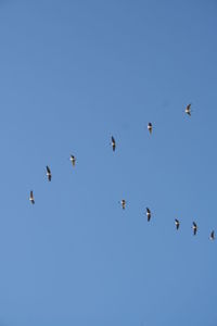 Low angle view of birds flying in the sky