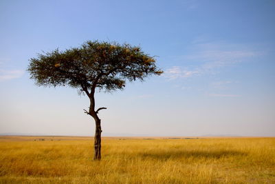 Tree on field against clear sky