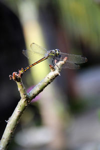 Dragonflies that eat others front look