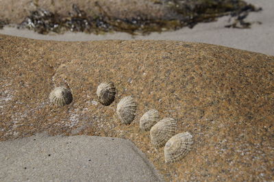 High angle view of crab on sand