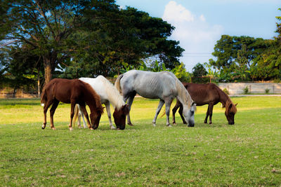 Horses grazing in a field