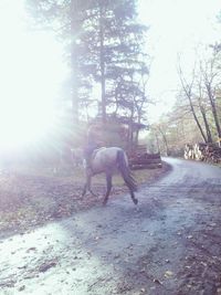 Sun shining through trees